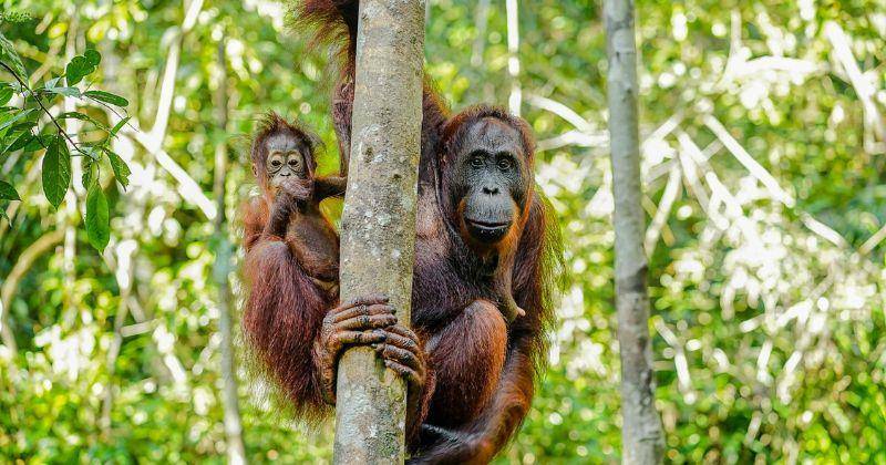 10 Hewan Paling Pintar di Dunia, Salah Satunya Orang Utan